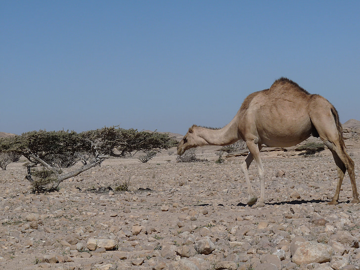 Camel, Oman, Arabia, Asia, öken, torr, torra