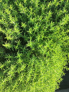 thyme, plant, herbs, green, nature, herb, garden