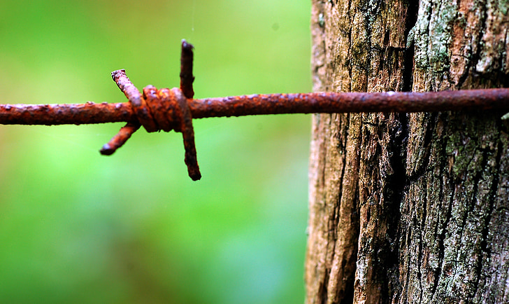 oxide, barbed wire, wood, nature, euskadi, tree, close-up