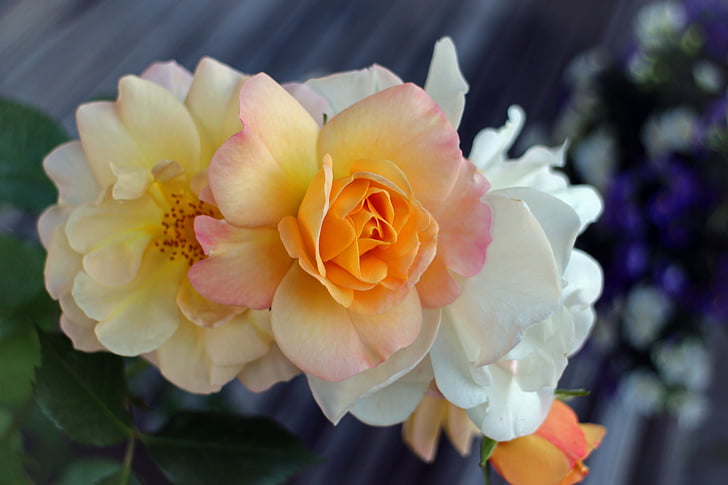ökade, Blossom, Bloom, rosblom, multi-färgade, Orange, trädgård rose
