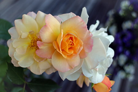 růže, květ, Bloom, růže květ, více barevných, oranžová, zahradní růže