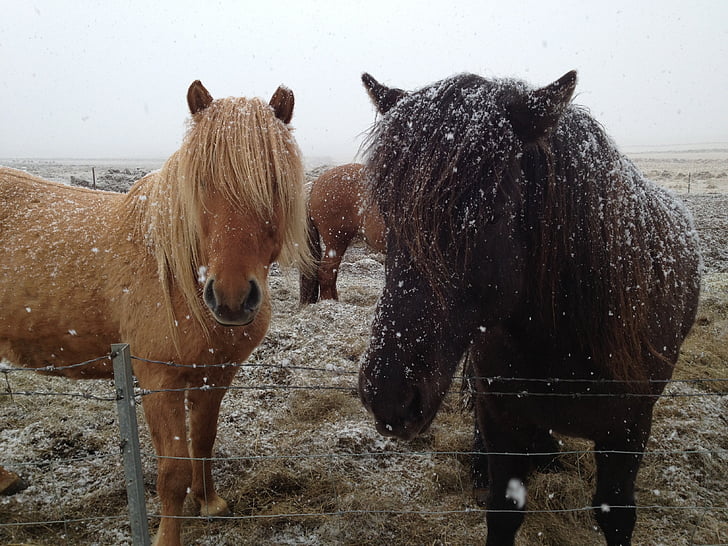 chevaux islandais, Islande, chevaux dans la neige, cheval, campagne, cheval sauvage, rural