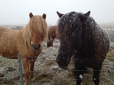 アイスランドの馬, アイスランド, 雪の馬, 馬, 田園地帯, 野生の馬, 農村
