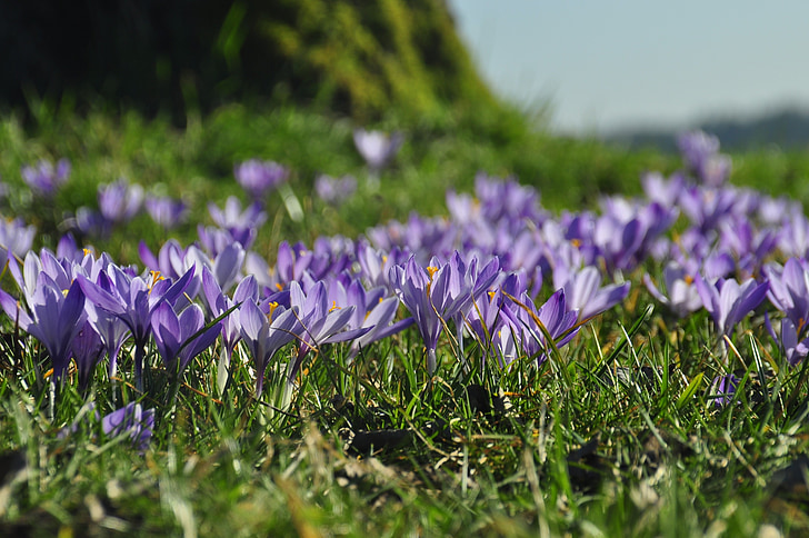 Crocus, púrpura, flor de crocus de Zavelstein, selva negra, primavera, Semana Santa