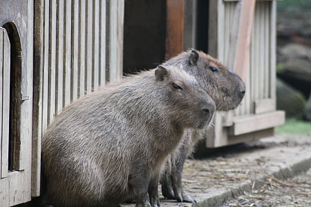 Capybara, Južna Amerika, živalski vrt, živali