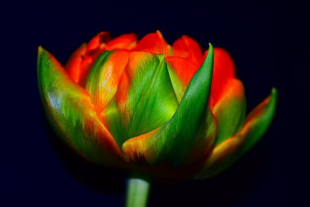 Tulipa, vermell, verd, tancar, natura, planta, flor