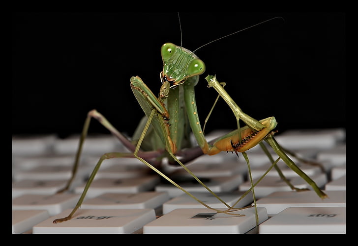 sphodromantis lineola, praying mantis, fishing locust, mantodea