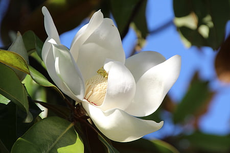 Magnolia, Blanco, flor, floración, magnoliengewaechs