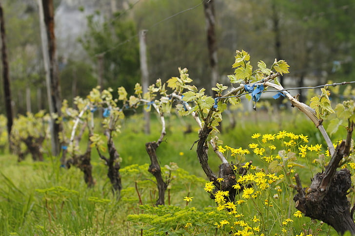 vīna dārzu, Pavasaris, daba, vīnogulāju, ainava, zaļa, vīns