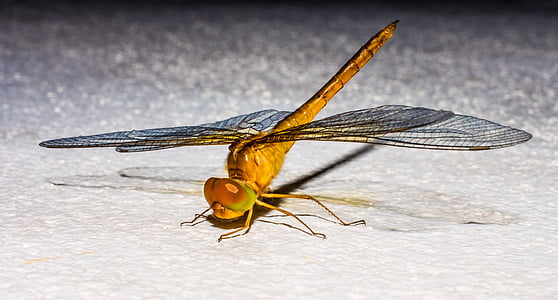 dragonfly, insect, animal, close, wing, chitin, nature