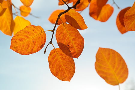 listy, podzim, oranžová, červená, krvavě červená, padajícího listí, společné rock hruška