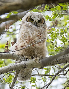 great horned owl, chick, tree, predator, wildlife, perched, raptor