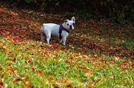 perro, animal, Prado, otoño, bosque