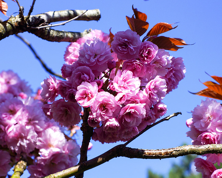 pavasarį, gėlės, Gamta, sodas, žydėjimo, spalva, filialas