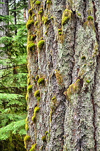 träd, gammalt träd, regnskog, tillväxt, Cedar tree
