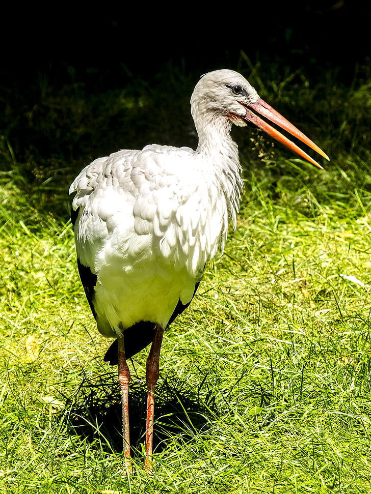 white stork, stork, bird, nature, animal