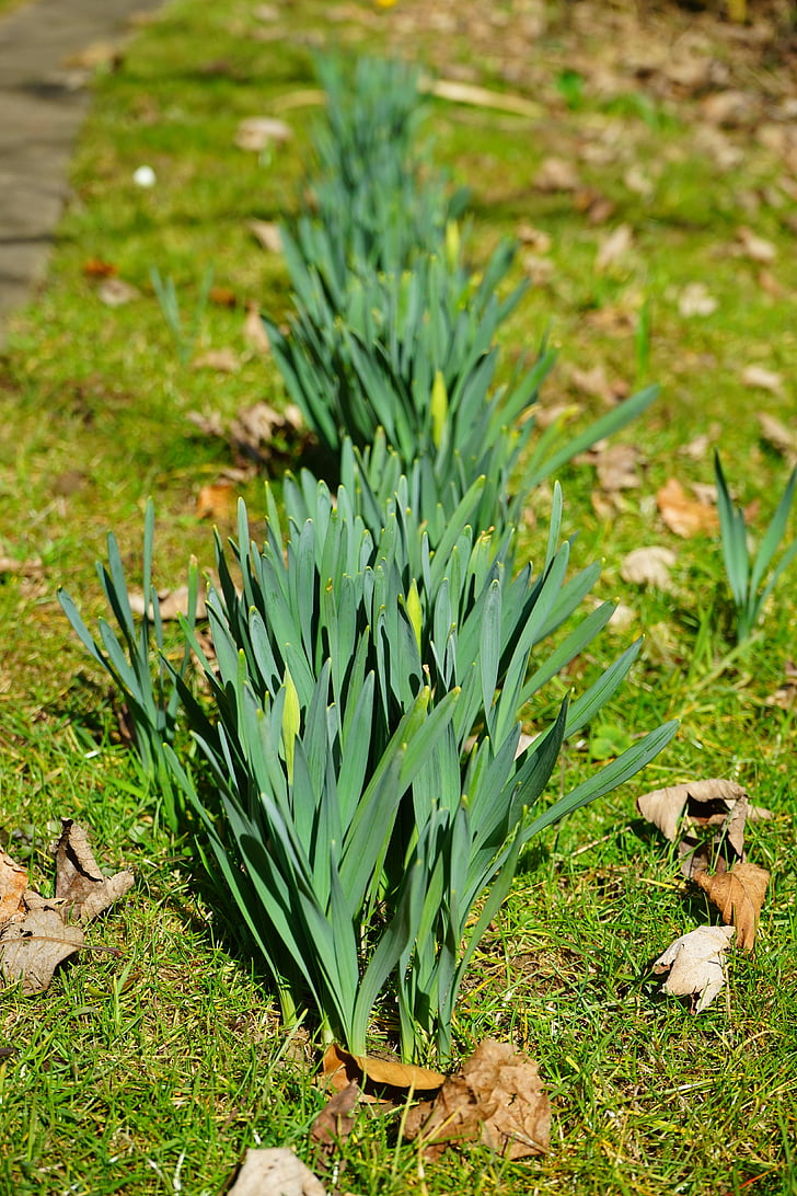 fulles Daffodil, narcisos, flor, fulles, Stengel, primavera, natura