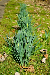 daffodil leaves, daffodils, flower, leaves, stengel, spring, nature