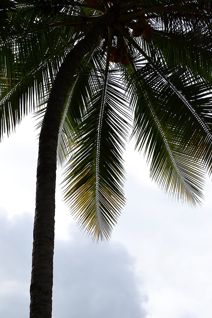 coconut tree, palm, palm tree, palm leaf, coconut, coast, sea shore