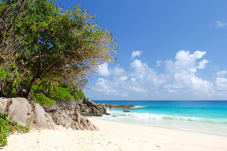 Seychelles, Pantai, Pantai, Samudra Hindia, perjalanan, pohon palem, laut