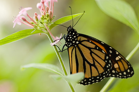 mariposa, flor, insectos, forraje, naturaleza, monarca, macro