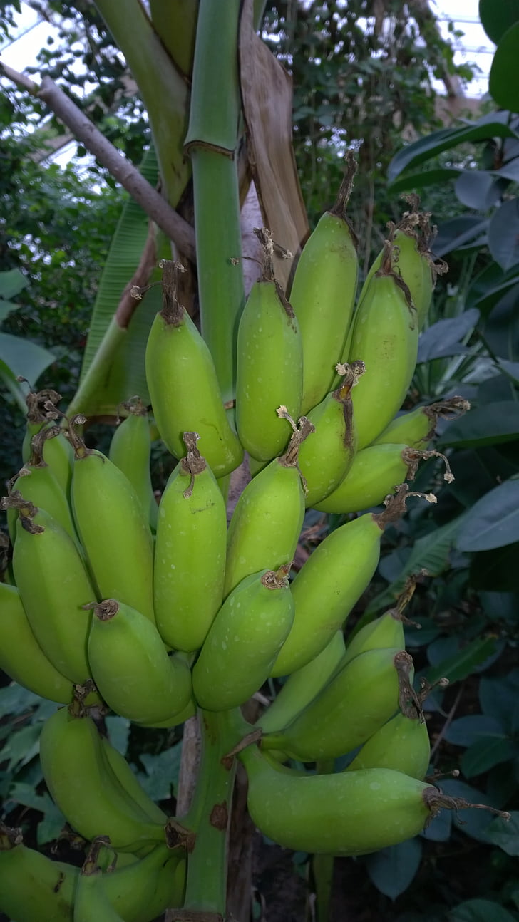 plátano, arbusto, arbusto de la banana, planta de banano