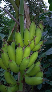 plátano, arbusto, arbusto de la banana, planta de banano