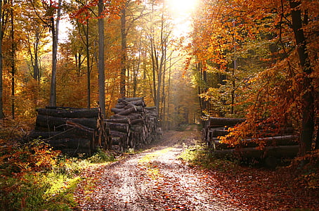 Les, Pohádkový les, podzim, listy, žluté listy, podzimní listí, zlatý podzim