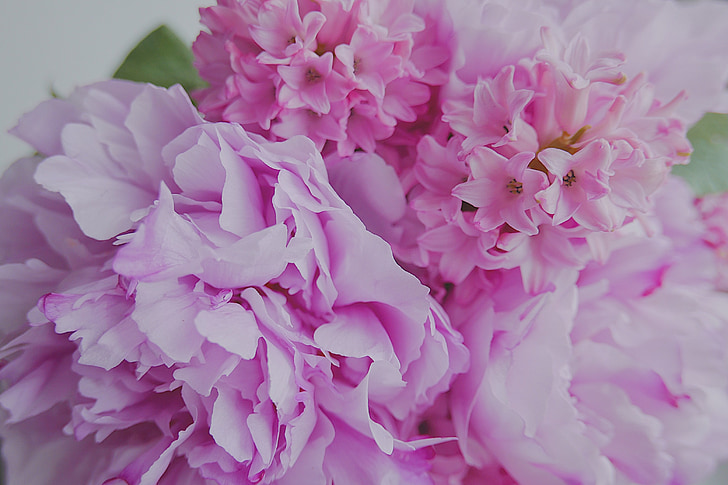floral, wedding, pink, fuschia, blossom, bloom, colorful