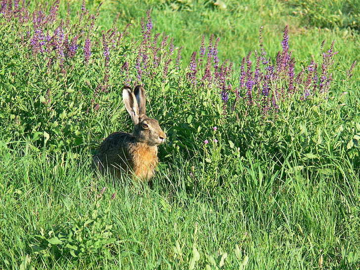 rabbits, animal, field, nature