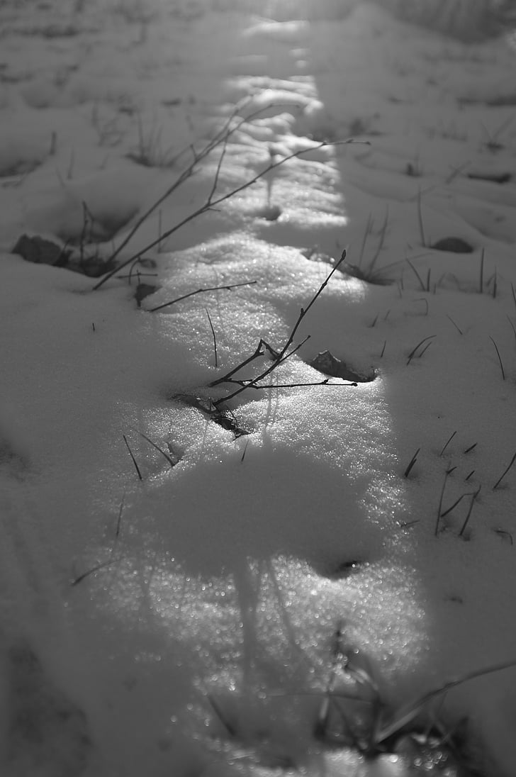 sneg, pozimi, črno-belo, sence, odmrznjeni obliži, trava