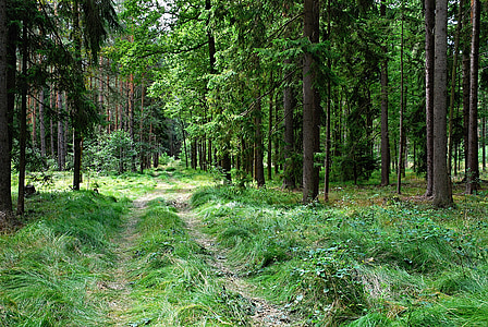 forest, mixed, spruce, branches, path, grass, long