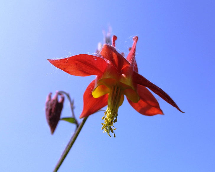 canada columbine, eastern red columbine, wild columbine, aquilegia canadensis, flowers, bloom, blooming