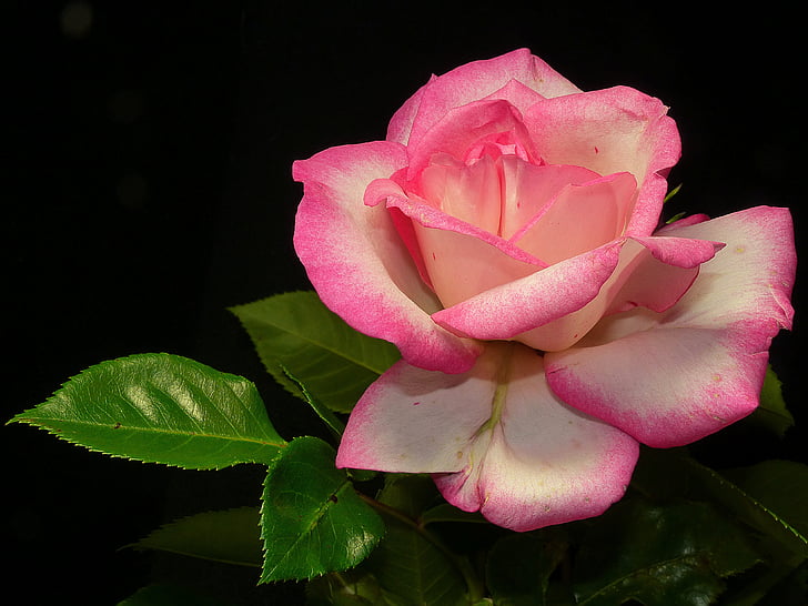 steg, busk rose, rosa, Blossom, blomst, blomst, skjønnhet