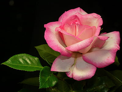 rose, shrub rose, pink, blossom, bloom, flower, beauty