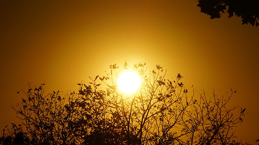 Saulėlydis, Gamta, Saulė, dangus oranžinė, šešėlis medžio