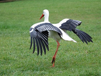 Stork, Bill, næb, hvid, fjer, vinger
