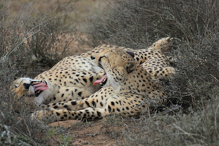 cheetah, fun, animals, safari, wild, friendship, wildlife
