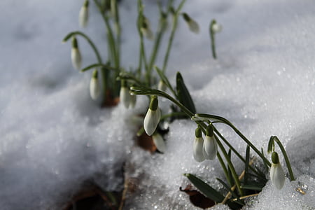 przebiśnieg, śnieg, wiosna, zimowe, Natura, kwiat, roślina