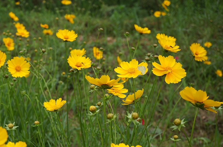gesanghua, gule blomster, naturlige, gul, natur, blomst, plante