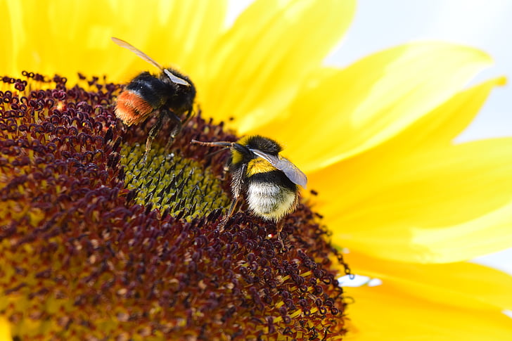bumblebees, sun flower, pollen, macro, nature, flowers, summer
