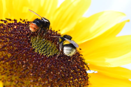 abejorros, flor del sol, polen, macro, naturaleza, flores, verano