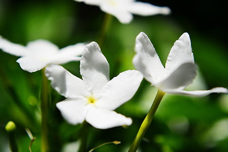 jasmine flower, jasmine, flowers, flower, nature, wild, blossom