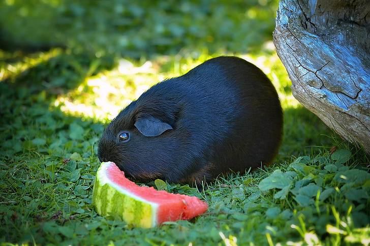 Guinea pig, glattes Haar, schwarz-tan, Schwarz, Melone, Grass, Wiese