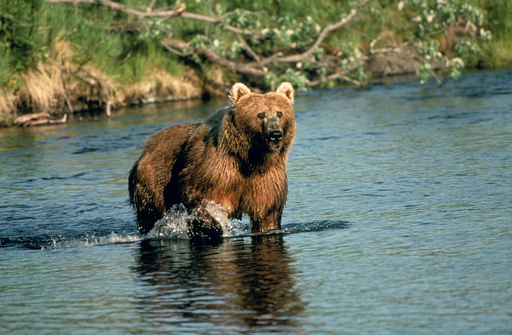 brown bear, water, standing, wildlife, nature, predator, looking