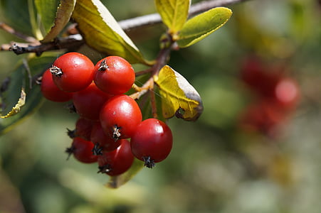 haw, red, fruits, tree, berry red, plant, close