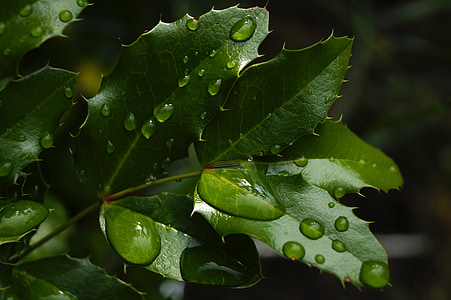 foliage, green, raindrop, just add water, nature, water droplets, plant