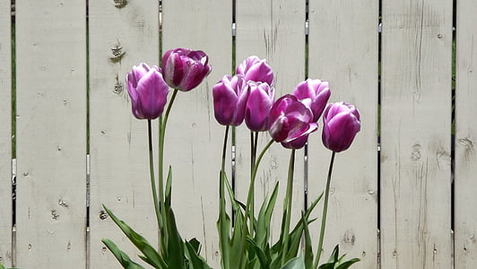 nature, spring, flowers, tulips, violet, garden, the fence