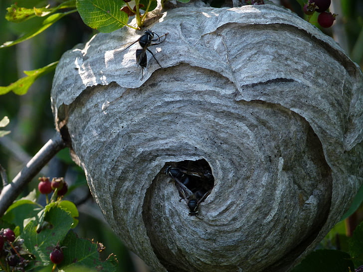 black, wasp, hanging, nest, building, insects, meadow