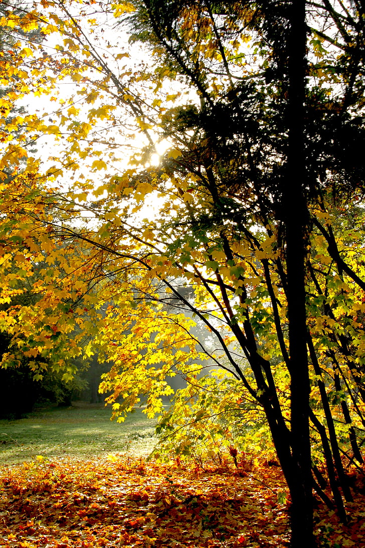rudenį, lapai, negyvų lapų, rudeniniai lapai, raudoni lapai, geltona, medžiai